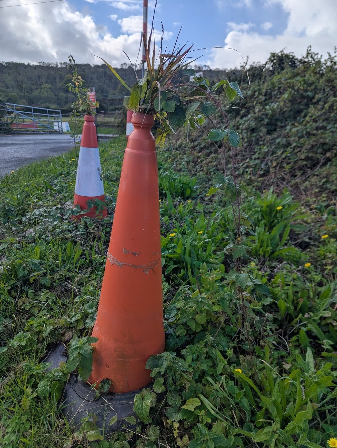 Rather enjoyed seeing the defiant grasses and wild clematis erupting from these traffic bollards on a road siding.