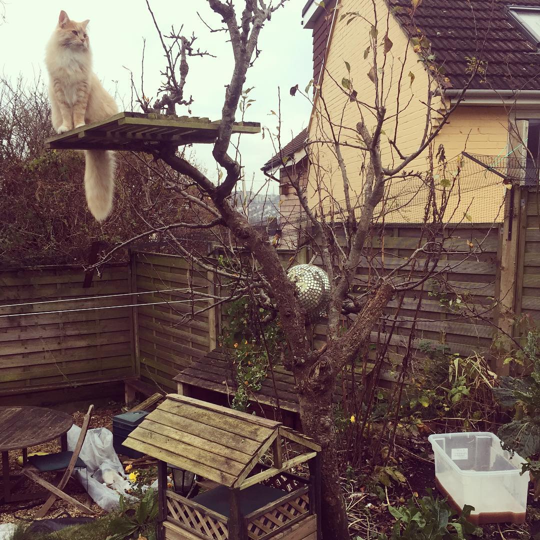 Me and my main dude Totoro (top left) waiting on 10 litres of unfermented wort (bottom right, plastic bin) to catch a few microbugs from the air.