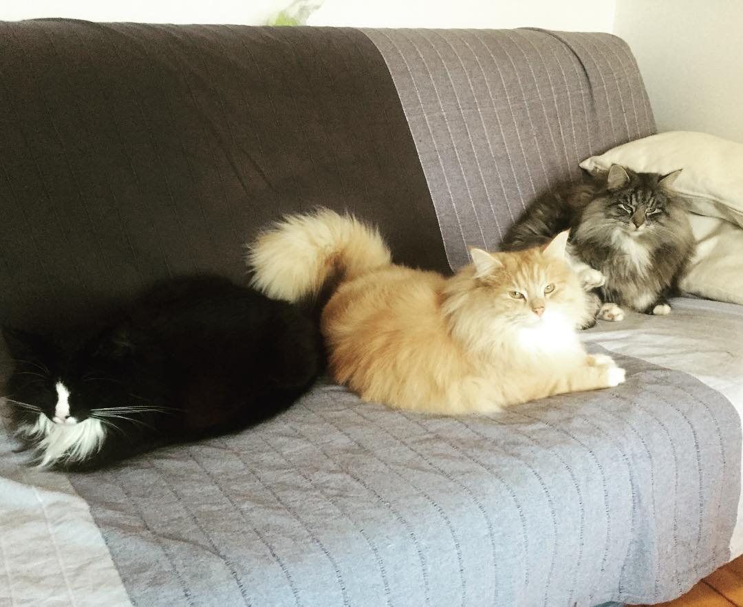 It's not often we get all our amazing  pack together on the same sofa.