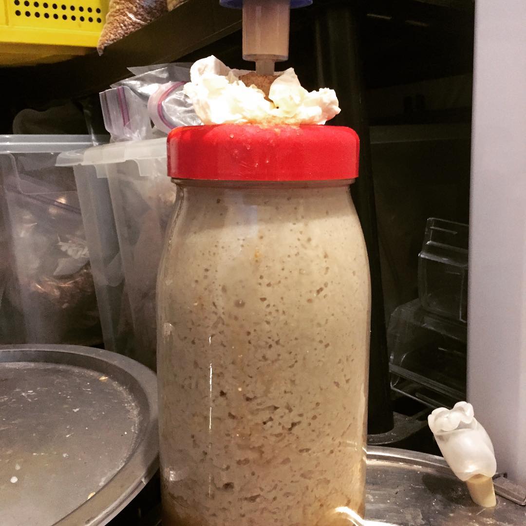 3 litres of koji rice/  yeast bubbling away about to go into a  /  hybrid made with 45% pils/45% raw Sussex heritage wheat berries/10% melanoidin and around 3kg of rice.