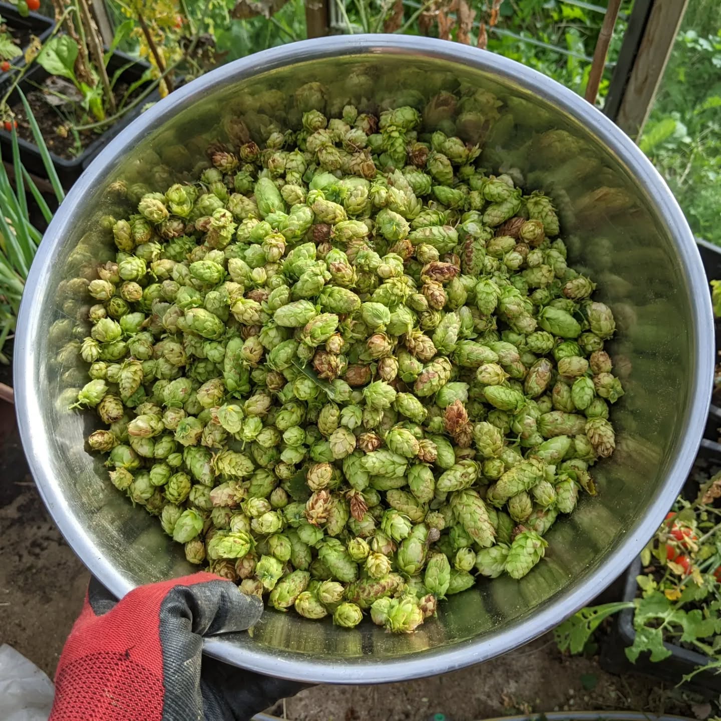 Autumn harvest time.