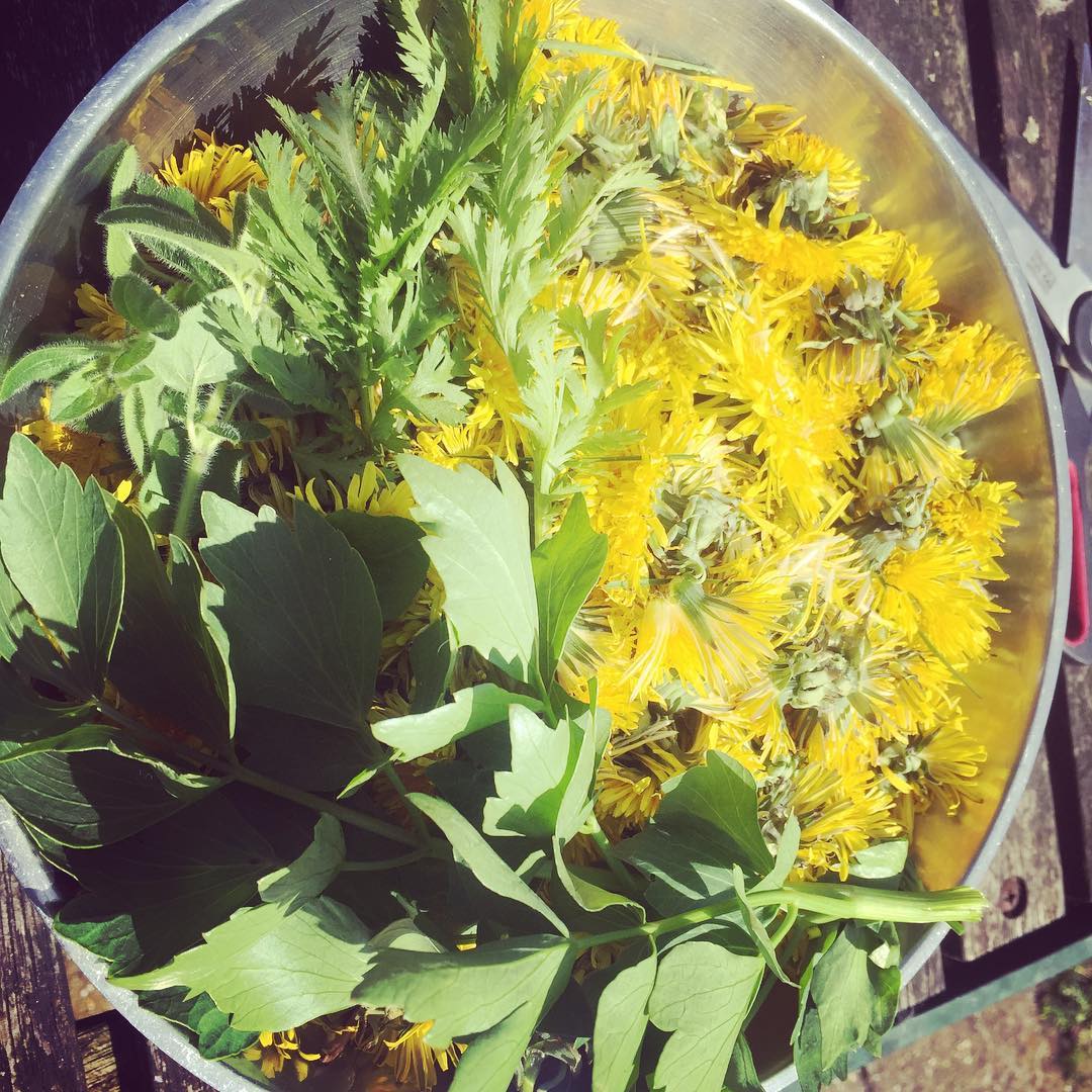 Hay and dandelion , or should I say .