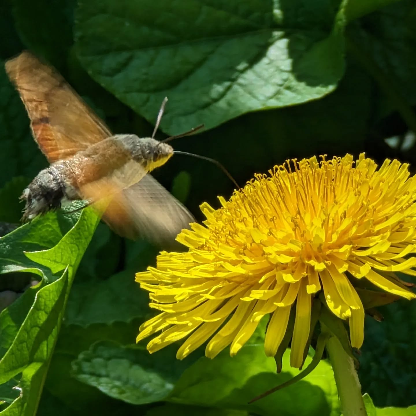 Captured a hummingbird hawk moth in the garden over the weekend.