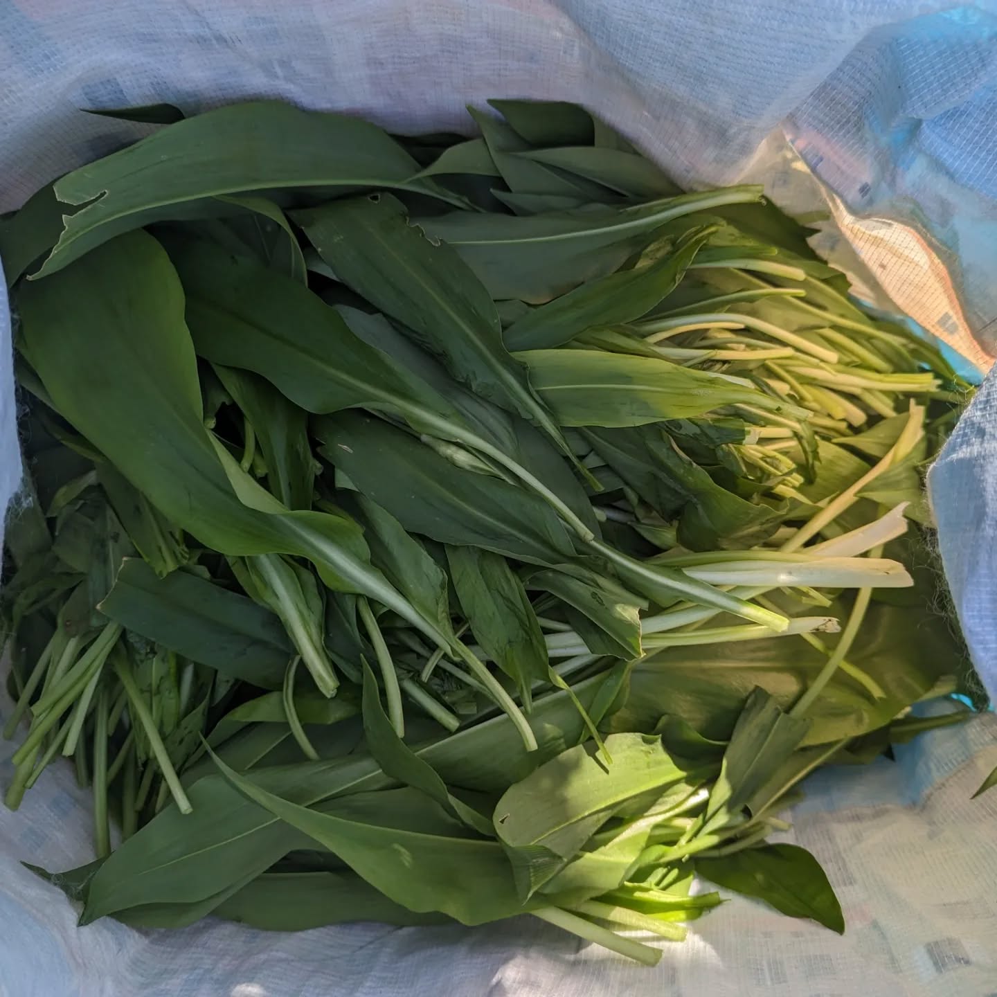 Wild garlic time!