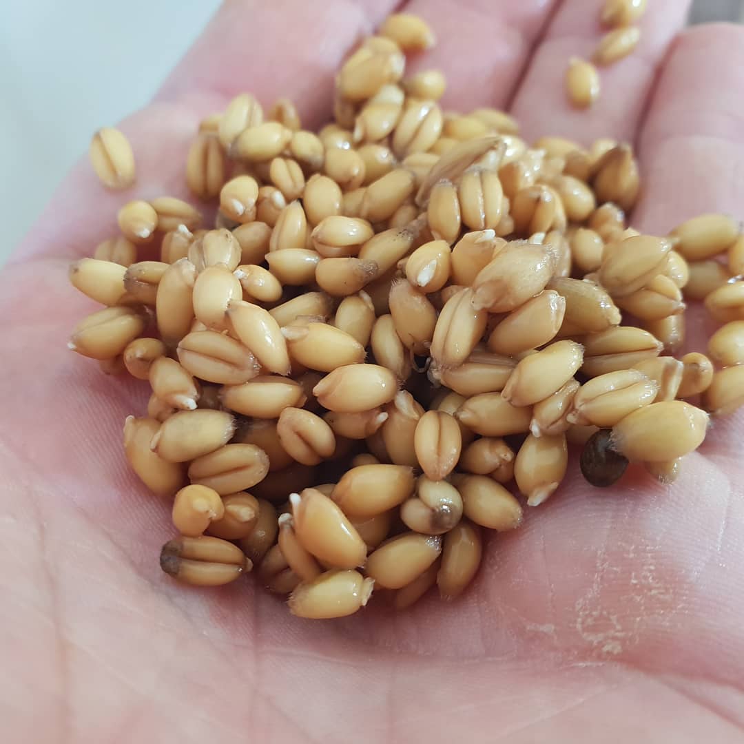 Guess what I be doing with @trenchmore_farm wheat?