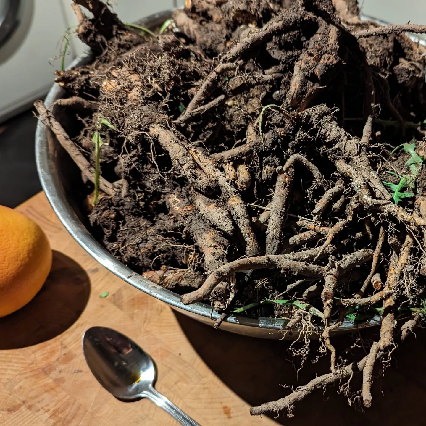 Holy hell batman that's a lot of dandelion root!