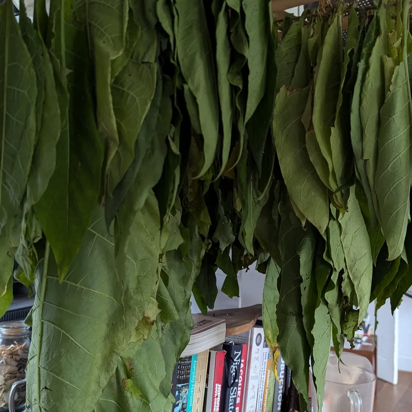 Not a smoker, but I grew some tobacco plants.