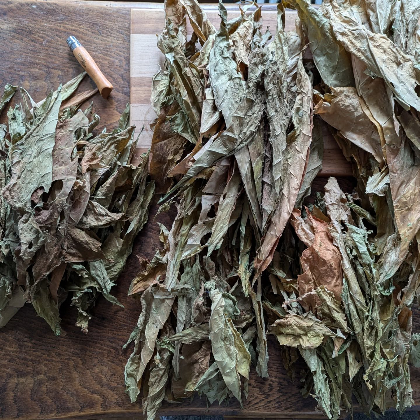 Most of the tobacco leaves from this year's crop have turned a lovely brown colour during the curing process.