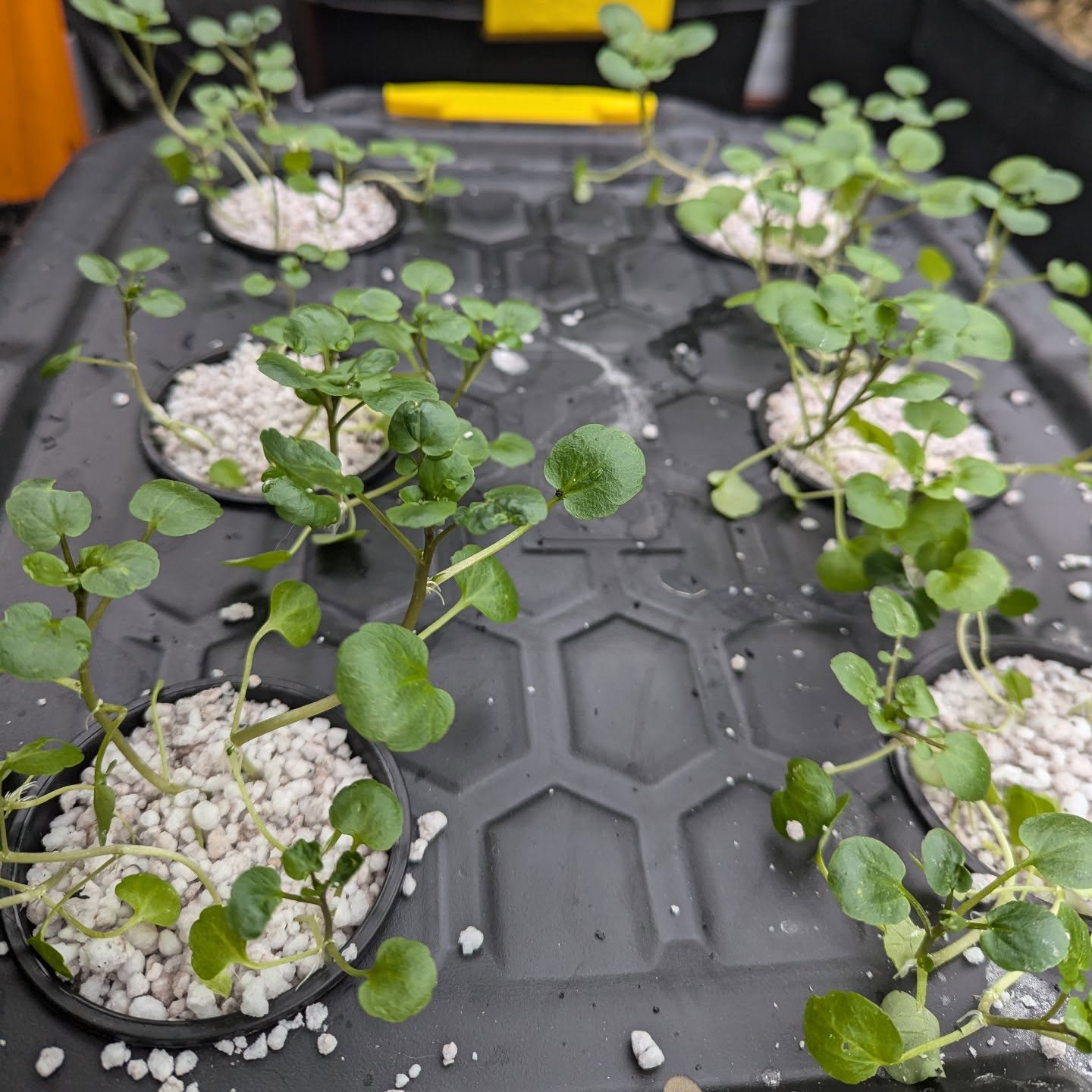 Kratky method hydroponic watercress.