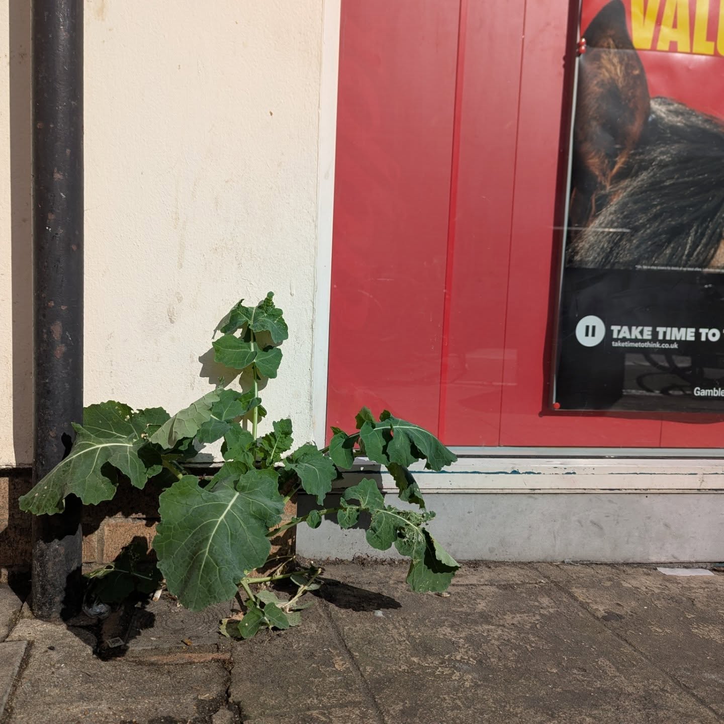 Urban edibles, Brighton.