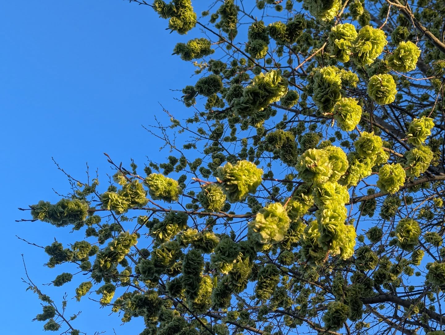 Elm flowers are out in full force at the moment.