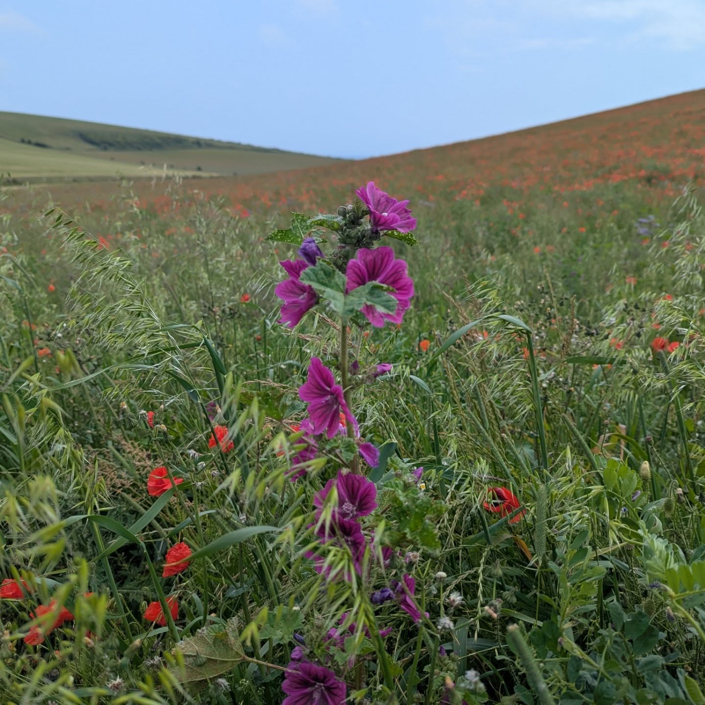 There's a stunning field of wildflowers and poppies just north of Ovingdean if anyone is in the Brighton area.