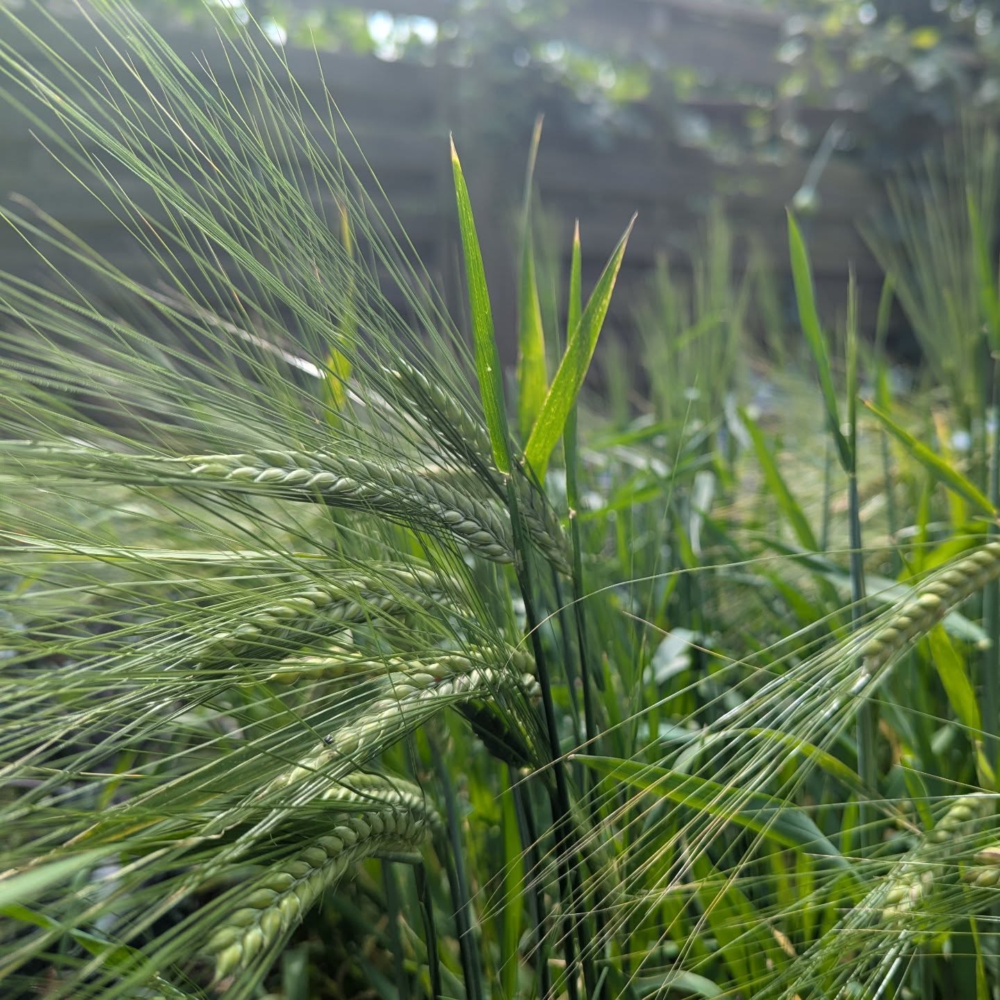 Little experiment this year with a tiny crop of barley.