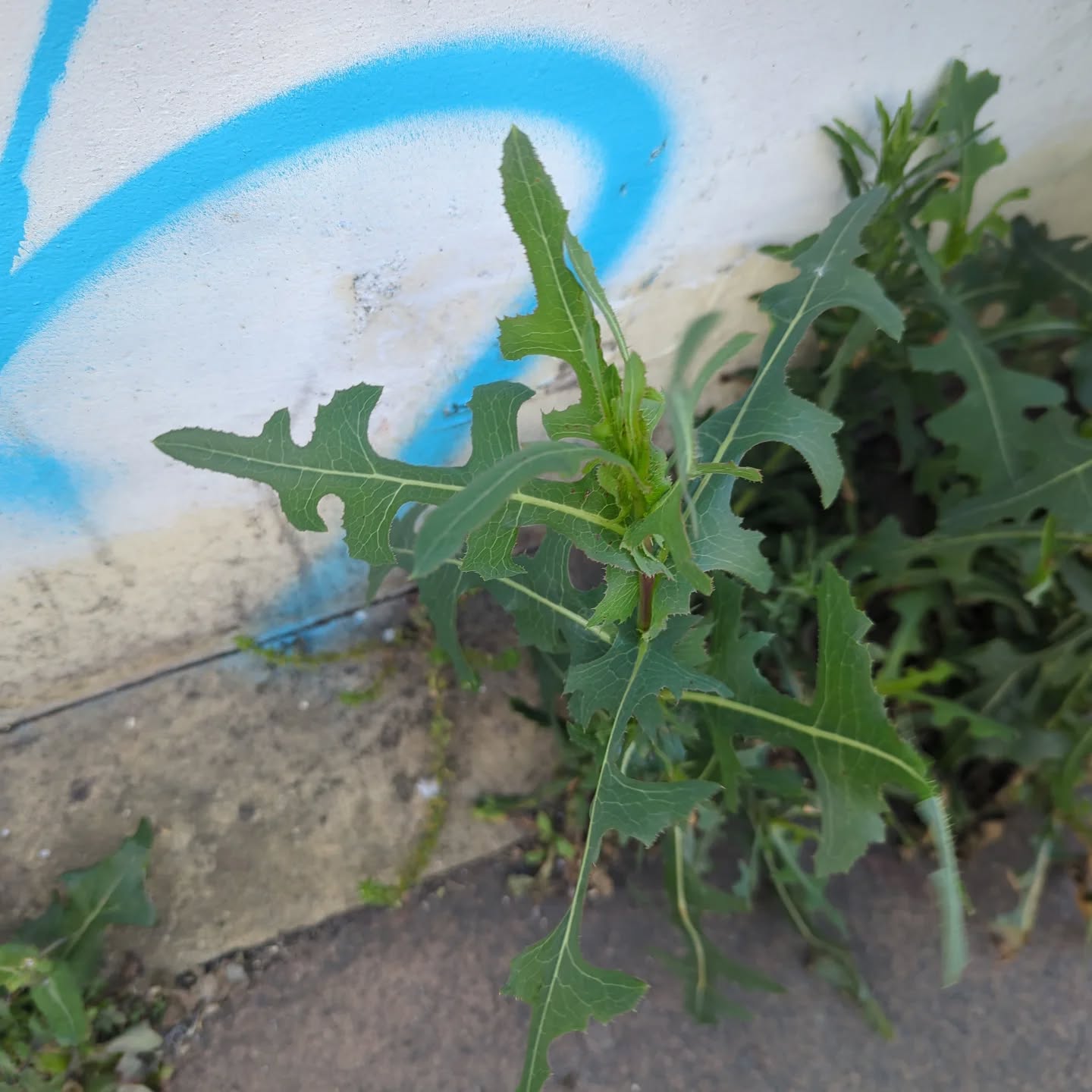 in a little series of urban "edibles".
