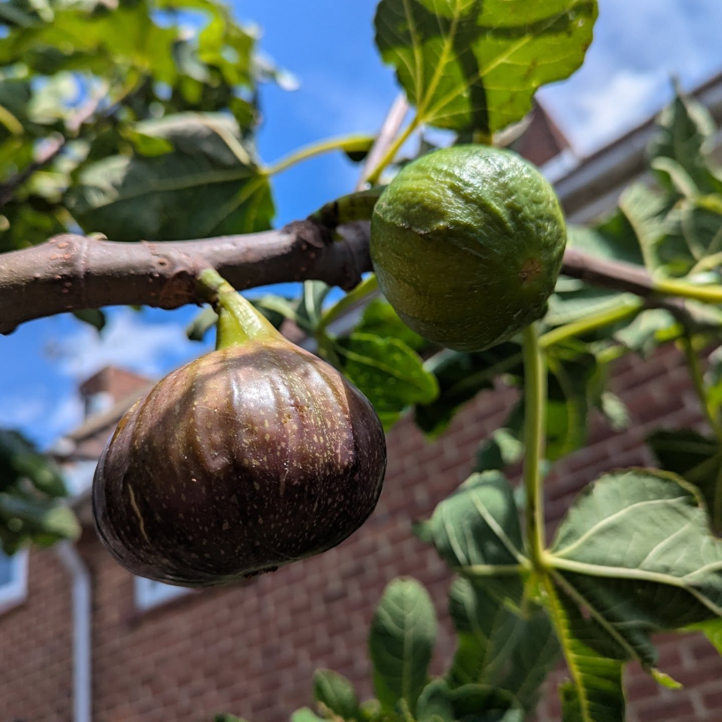 My first ever ripe fig.