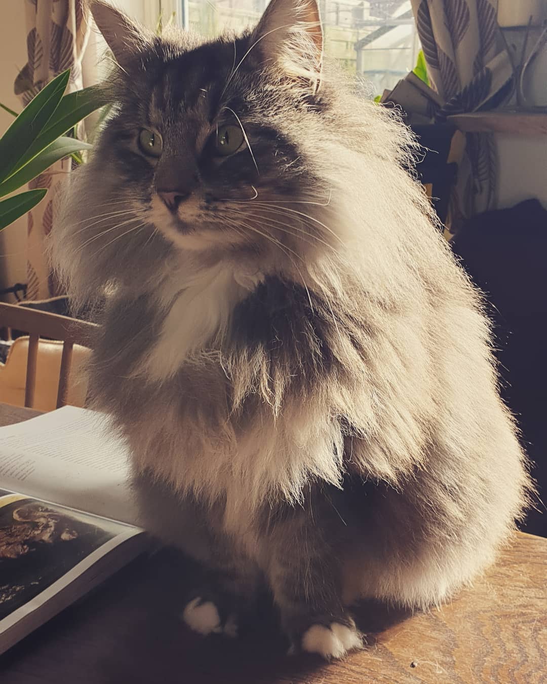 Kiki aka Princess fluffikins yesterday at the height of her Winter coat.