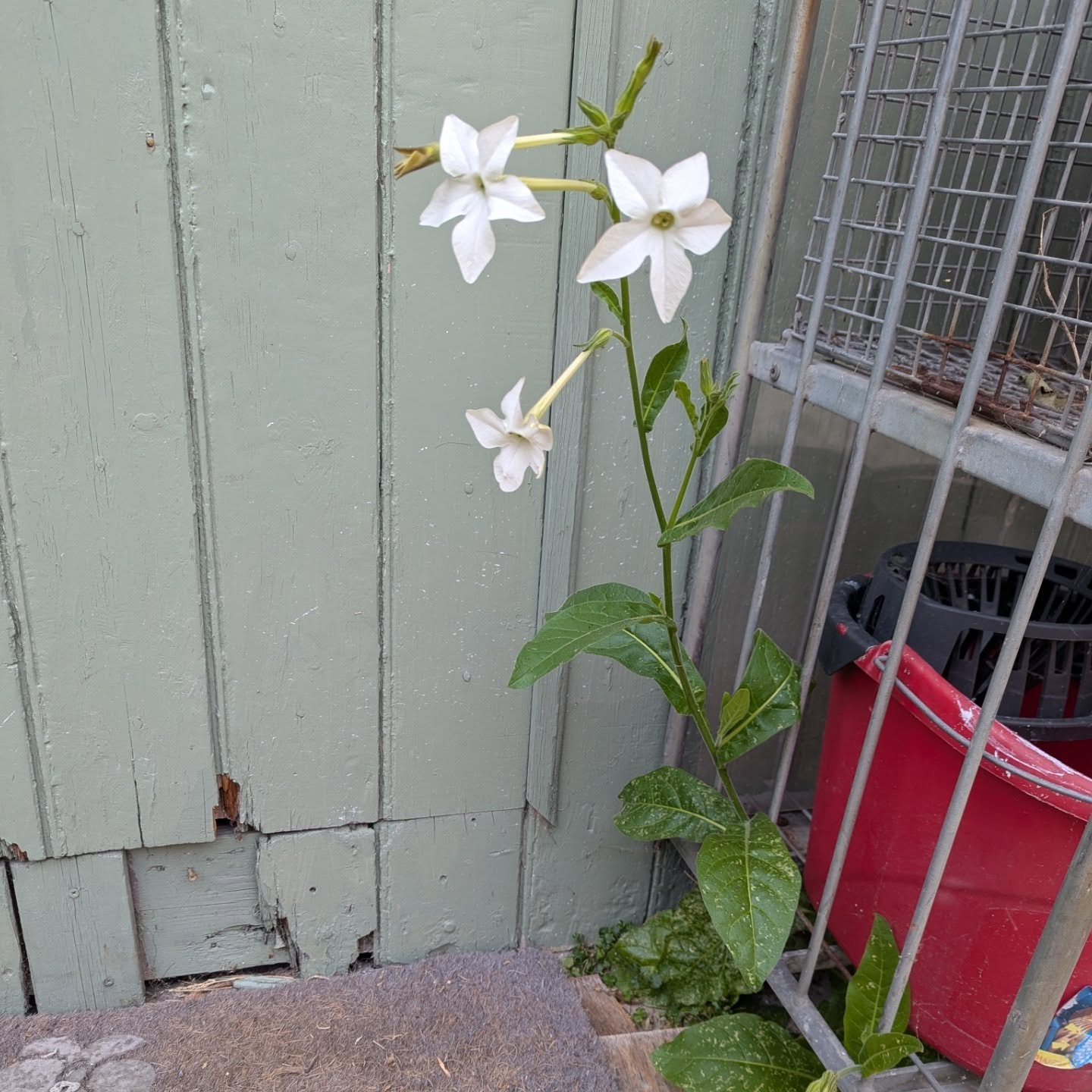 Urban foraging with some added bonus pics.