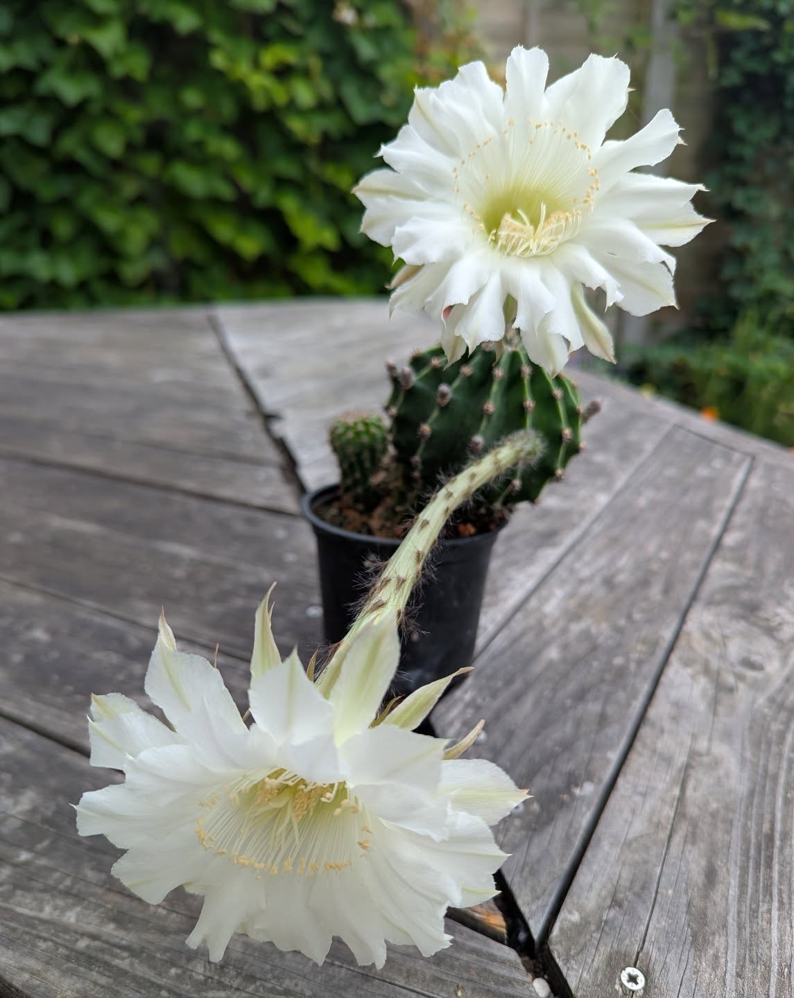 This Echinopsis is quite spectacular.