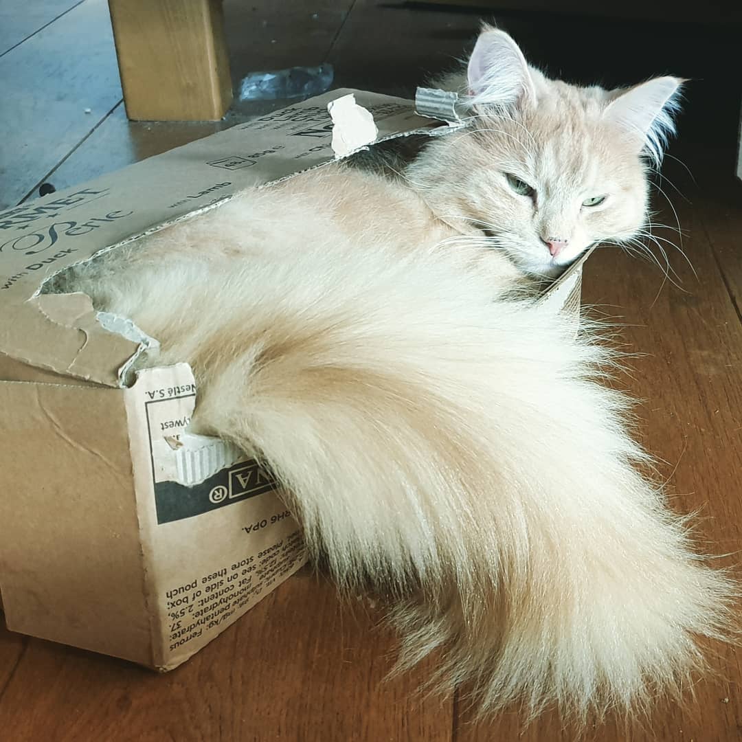 Totoro dude, you comfortable in there?