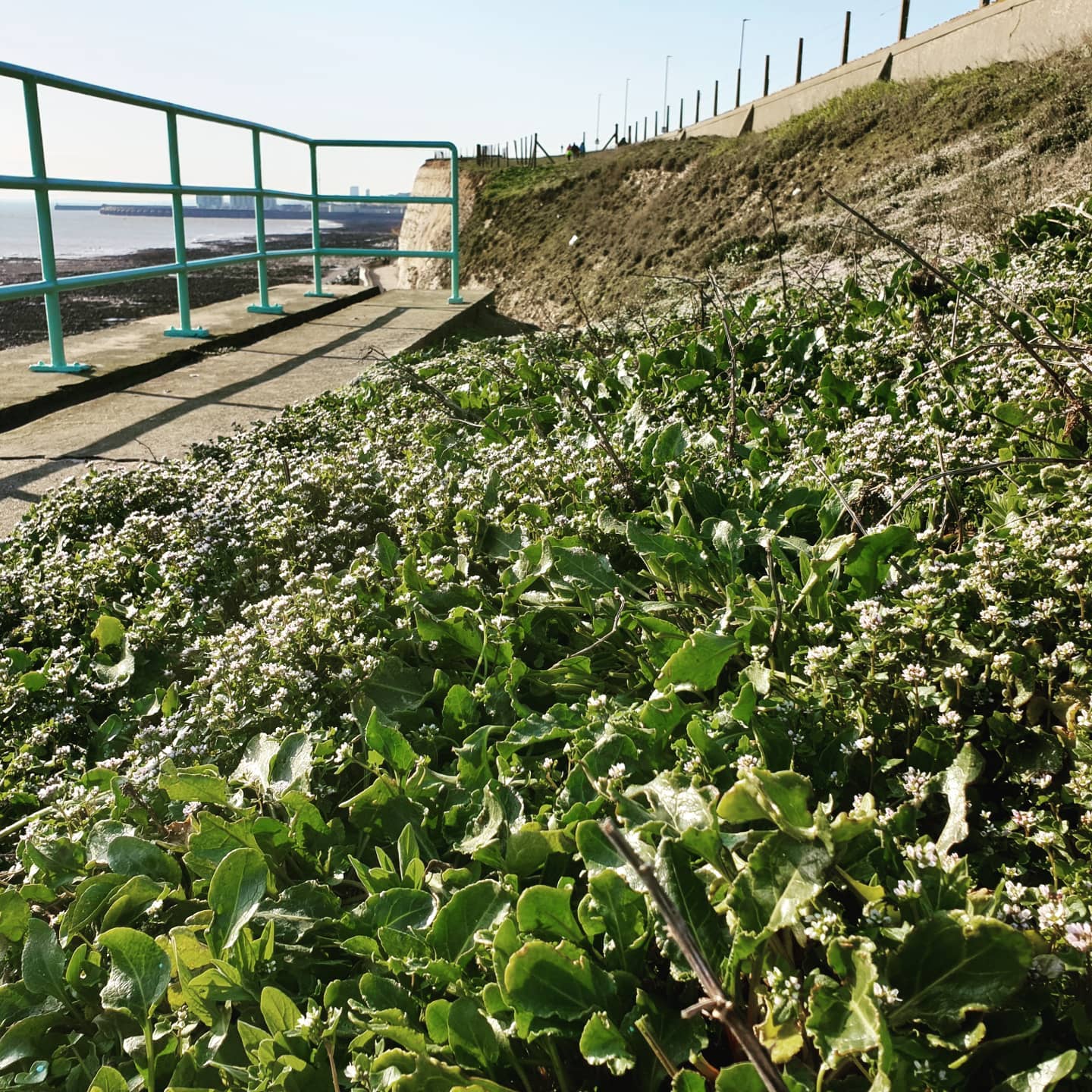 Don't forget, if you can't find food at a supermarket or your local shop, you can still go for a walk and grab something from the local fields or shoreline without getting in close proximity of other folks.